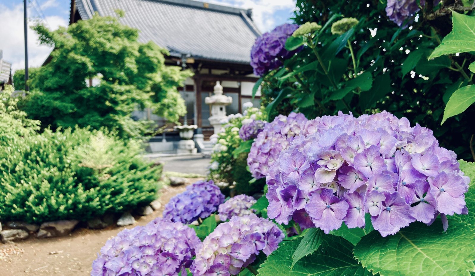 海念寺の紫陽花と本堂